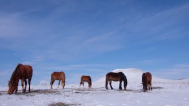 Herd of horses in the field in winter