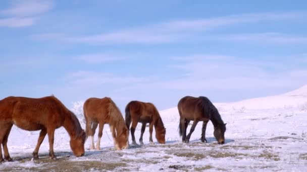 Mandria di cavalli nel campo in inverno — Video Stock