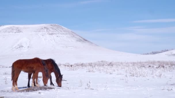 Manada de caballos en el campo en invierno — Vídeos de Stock