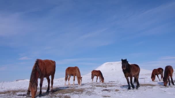 Manada de caballos en el campo en invierno — Vídeo de stock