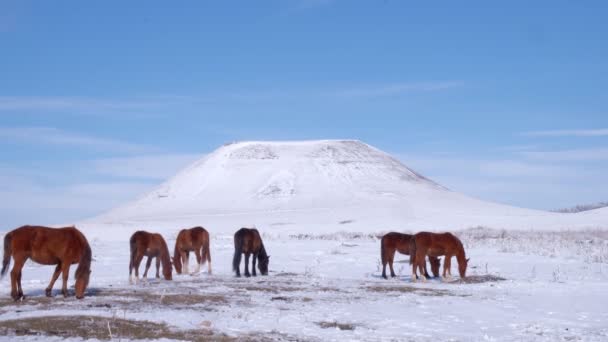 Mandria di cavalli nel campo in inverno — Video Stock