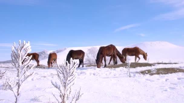 Стадо лошадей в поле зимой — стоковое видео