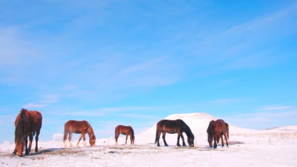 Herd of horses in the field in winter — Wideo stockowe