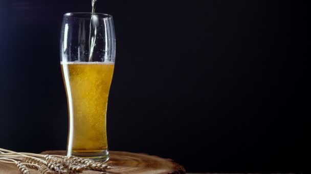 Versare birra fredda leggera in un bicchiere con schiuma — Video Stock