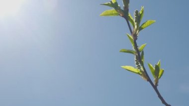 Ağacın tomurcukları mavi gökyüzüne karşı çiçek açtı.