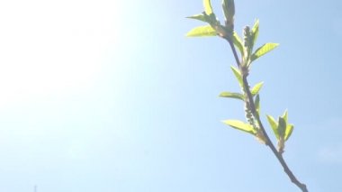 Ağacın tomurcukları mavi gökyüzüne karşı çiçek açtı.