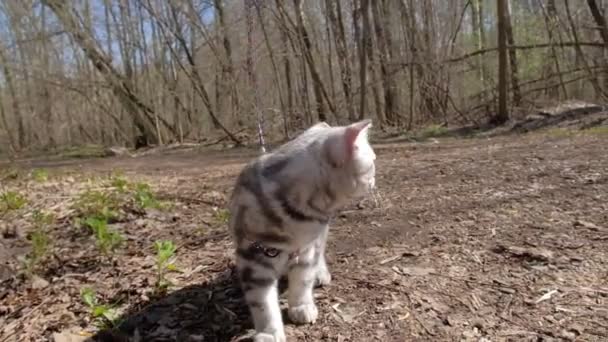 Doesny kot na Progulka w lesie — Wideo stockowe