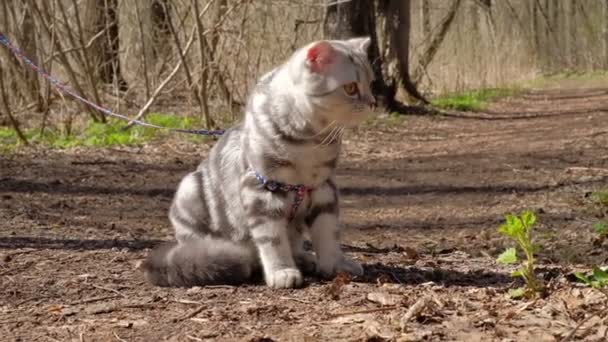 Domácí kočka kráčí na vodítku v divočině. — Stock video
