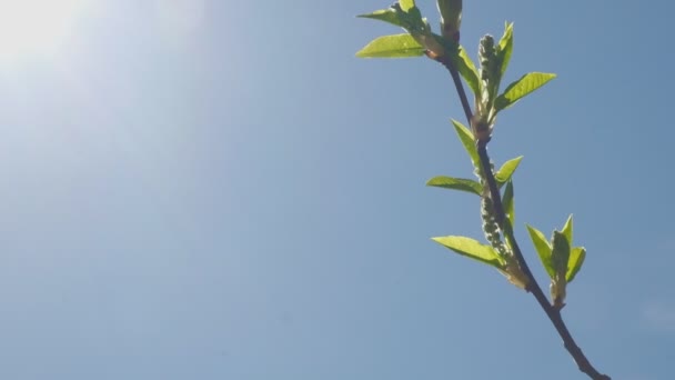Poupata stromu kvetla proti modré obloze. — Stock video