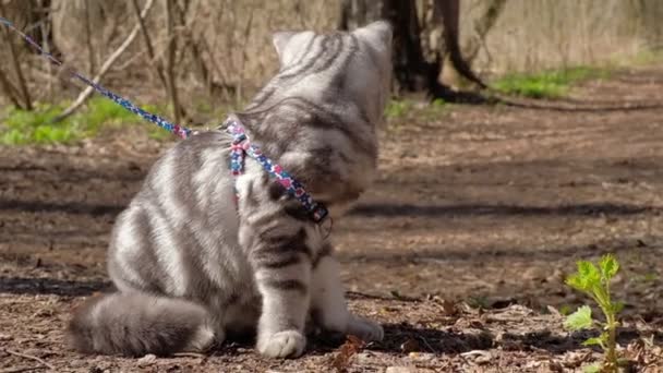 Doesny gato en Progulka en el bosque — Vídeo de stock