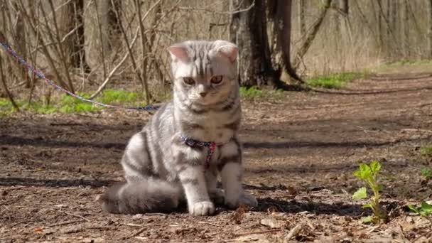 Doesny gato en Progulka en el bosque — Vídeos de Stock