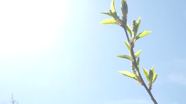 Les bourgeons de l'arbre s'épanouirent. le début du printemps — Video