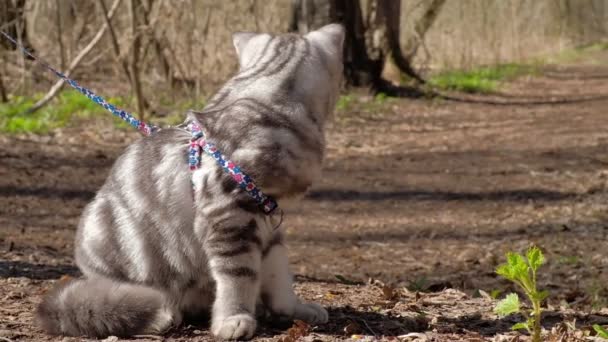 Doesny gato en Progulka en el bosque — Vídeo de stock