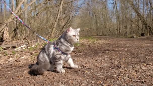 Doesny gato en Progulka en el bosque — Vídeos de Stock