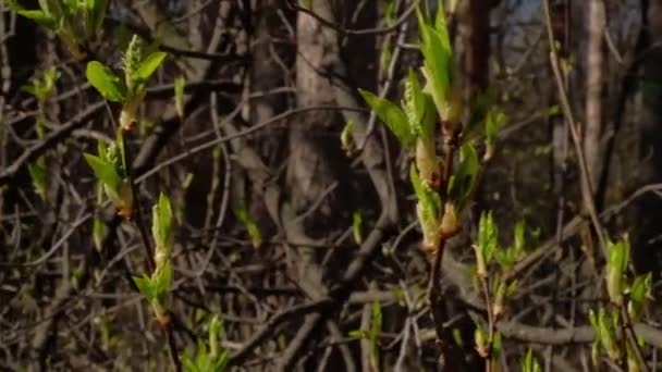 Rozkvetla poupata stromu. začátek jara — Stock video