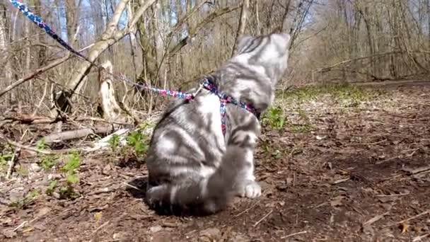 एक घर बिल्ली जंगली में एक पट्टा पर चलती है . — स्टॉक वीडियो