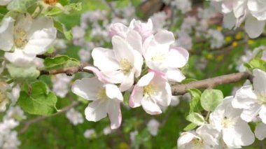 Çiçekler açan elma ağacı mayıs ayında mavi gökyüzünün arka planında.