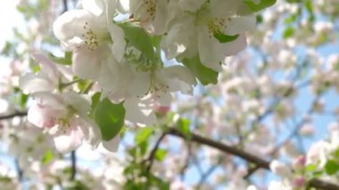 Çiçekler açan elma ağacı mayıs ayında mavi gökyüzünün arka planında.
