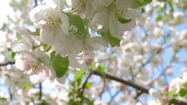 Virágok virágzó alma fa tavasszal májusban a háttérben a kék ég. — Stock videók