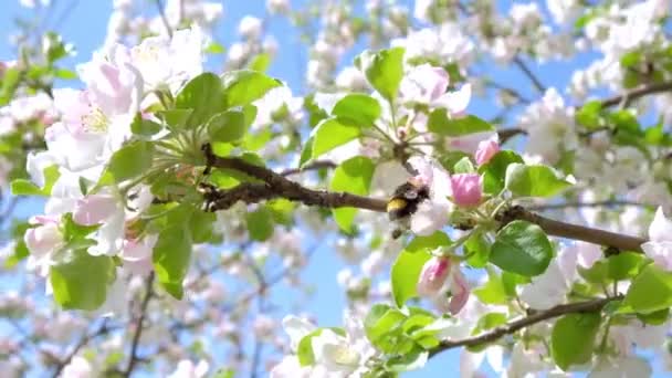 Bumble bee op een bloeiende Apple boom verzamelen stuifmeel — Stockvideo