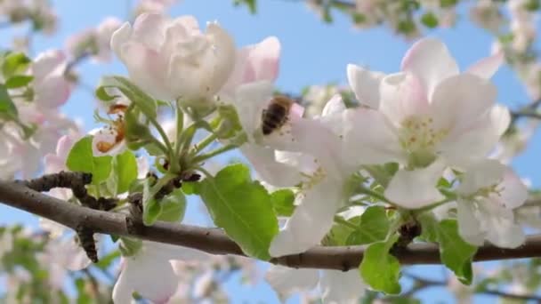 Пчела на цветущей яблоне, собирающей пыльцу — стоковое видео