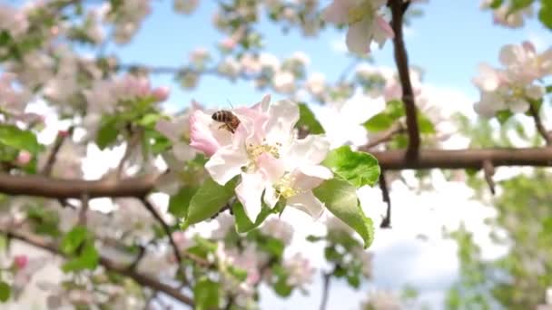 Abelha em uma árvore de maçã florescente coletando pólen — Vídeo de Stock