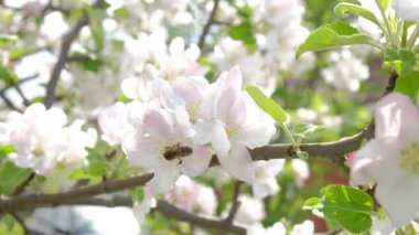 Çiçek açan elma ağacındaki arı polen topluyor.