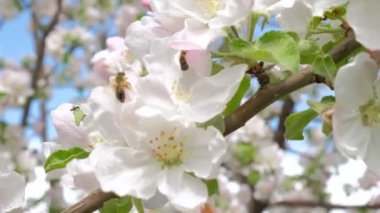 Çiçek açan elma ağacındaki arı polen topluyor.