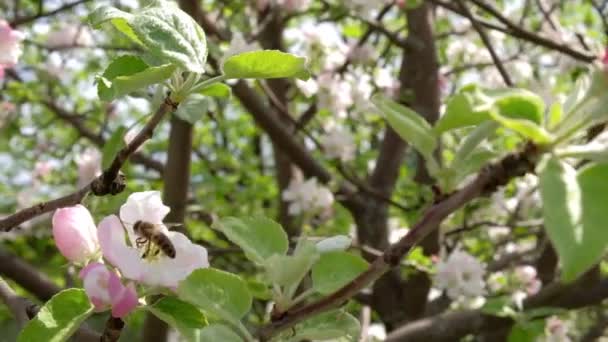 Пчела на цветущей яблоне, собирающей пыльцу — стоковое видео