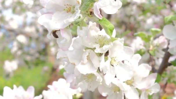 Ape su un albero di mele in fiore che raccoglie polline — Video Stock