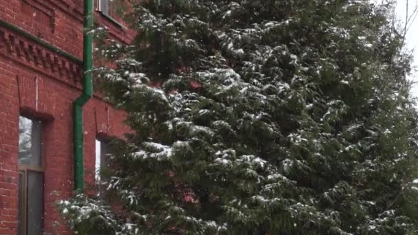 Снежное дерево возле старого здания из красного кирпича 18-го века в зимний снегопад в дневное время. Самый старый отель или общежитие бывших военных казарм времена Российской империи для туристов в метель, плохая погода — стоковое видео