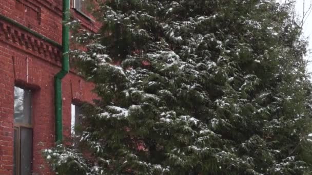 Árbol nevado cerca del antiguo edificio de ladrillo rojo del siglo XVIII del siglo XIX en invierno nevadas durante el día. El hotel más antiguo o albergue ex cuartel militar tiempos del imperio ruso para los turistas está en ventisca, mal tiempo — Vídeos de Stock