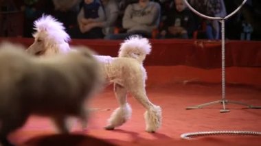 Sirkin arka planında güzel bir kaniş köpeği sahne alıyor.