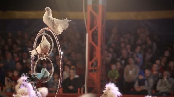 Desempenho de pombos bonitos multicoloridos na arena no circo, fundo, espaço de cópia — Vídeo de Stock