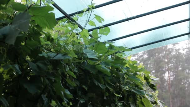 Hay fuertes lluvias en el fondo de las hojas de uva y la vegetación. Mal tiempo y lluvia de verano, espacio para copiar, gota de lluvia — Vídeo de stock