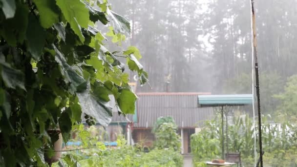 Auf dem Hintergrund von Traubenblättern und Vegetation regnet es heftig. Schlechtes Wetter und Sommerregen, Kopierraum — Stockvideo