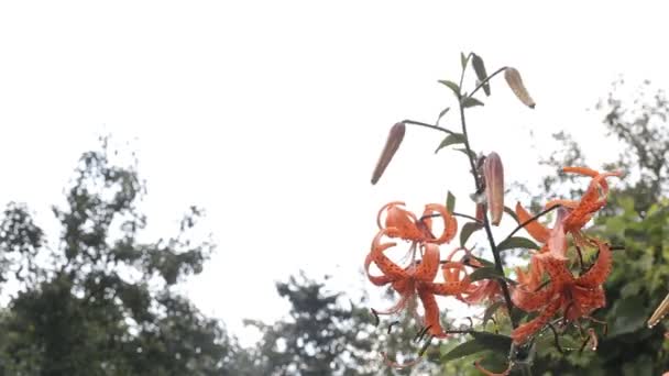 Schöne orangefarbene Blütenkönigskrone nach Regen mit Tropfen am Stiel, Hintergrund, Kopierraum — Stockvideo