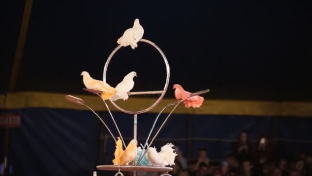 Prestazione di bellissimi piccioni multicolori nell'arena al circo, sfondo, spazio di copia — Video Stock