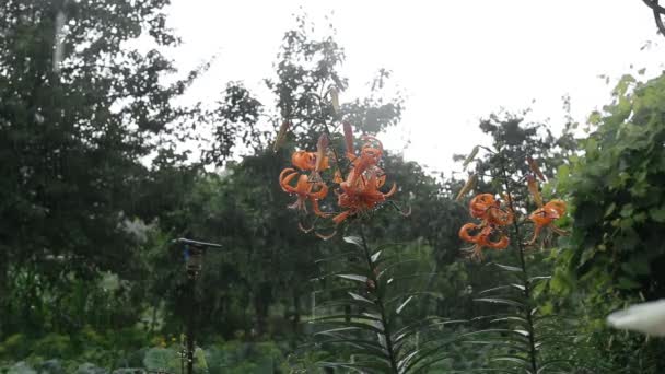 Belas flores laranja coroa real durante a chuva com gotas sobre as pétalas contra o fundo da natureza, espaço cópia — Vídeo de Stock