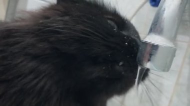 Siyah evcil kedi tuvaletteki musluktan su içer ve yudumlar, yakın plan. Evcil hayvanların komik hareketleri. el bilgisayarı atışı