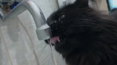 Siyah evcil kedi tuvaletteki musluktan su içer ve yudumlar, yakın plan. Evcil hayvanların komik hareketleri. Hollanda açılı el kamerası atışı
