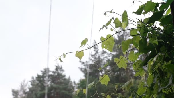 Erős esőzés van a szőlőlevelek és a növényzet hátterében. Rossz idő és nyári eső, másolás — Stock videók