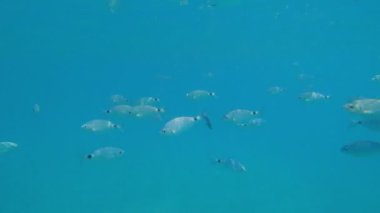 Zaman Akımı Balığı açık denizde, suyun altında bir pikap içinde yüzer. El kamerası atışı.