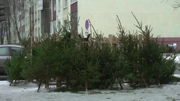 Mercato del bazar della città in vendita e acquisto di alberi di Natale per il nuovo anno. Abete vivo naturale nel centro della città. Feste e celebrazioni — Video Stock