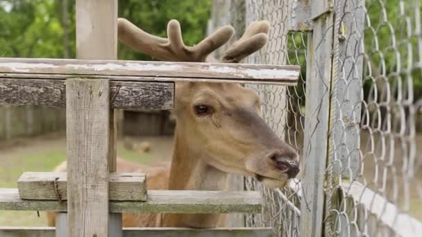 Young deer eating food at the zoo, close-up — 图库视频影像