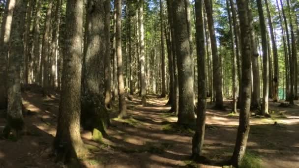 Piękny starożytny las w Czarnogórze w pobliżu czarnego jeziora, tło. Park Narodowy Durmitor — Wideo stockowe