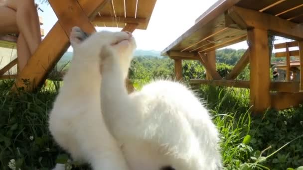 Güzel beyaz bir kedi çimenlerde uzanıyor, yıkanıyor ve oynuyor. Doğadaki tüylü kedi güneşin altında, ağır çekim — Stok video