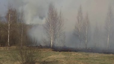 Yangın Kuru Çim ve orman doğada, itfaiye, tehlike, acil, ekoloji, hasar ile bir orman ateşi söndürücü