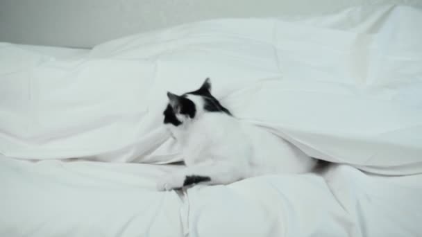 Speelse kat klimt onder de deken vandaan en begint met de eigenaar te spelen. Huisdier wit zwart huisdier. Grappig amusante situatie. Close-up hand vastgehouden schot — Stockvideo
