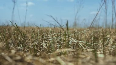 Yanan kibrit kuru çimenlere düşer. El, orman yangınını önlemek için kibriti alıyor. Ağır çekimde yaklaş. Sigara içmek ve dikkatsizce ateş etmek. Düşük açılı çekim, alt görünüm